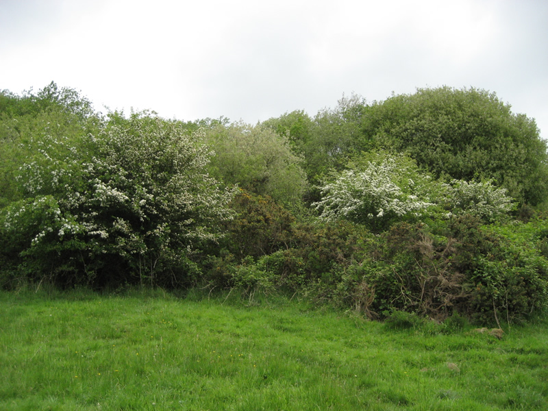 Oakman Hill, Glenavy